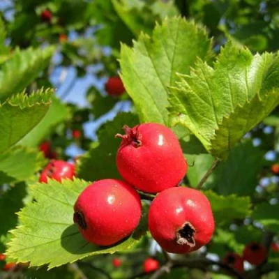 Боярышник МЯГКОВАТЫЙ в Вологде