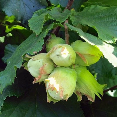 Фундук ТАМБОВСКИЙ РАННИЙ в Вологде