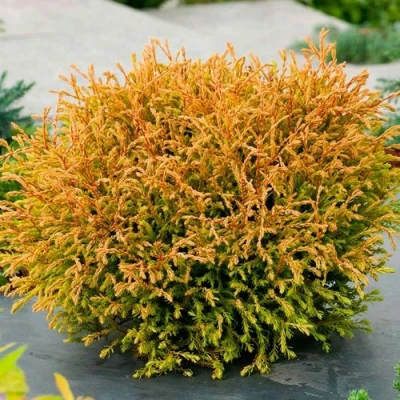 Туя ГОЛДЕН ТАФФЕТ западная в Вологде