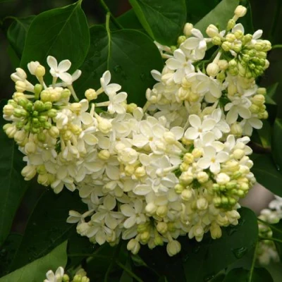 Сирень ПРИМРОУЗ в Вологде