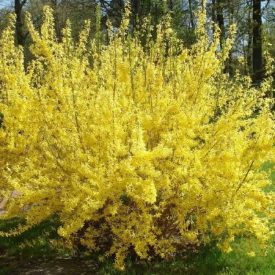 Форзиция ФОРЧУНА в Вологде