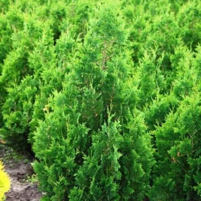 Туя СПИРАЛИС западная в Вологде