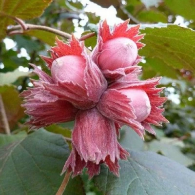 Фундук СКАРЛЕТТ в Вологде