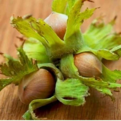 Фундук ГИГАНТ ТАМБОВСКИЙ в Вологде