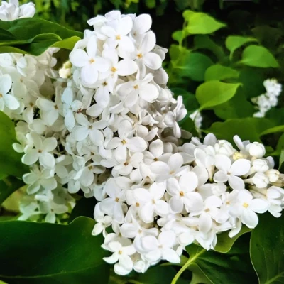 Сирень МАЛЕНЬКИЙ ПРИНЦ в Вологде