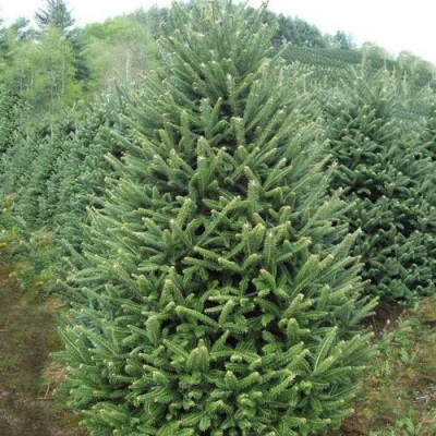 Пихта ФРАЗЕРА в Вологде