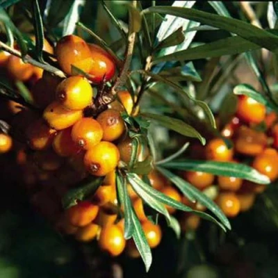 Облепиха ДАР КАЗАКОВУ в Вологде