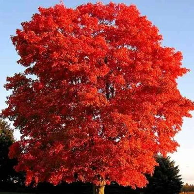 Дуб красный  в Вологде