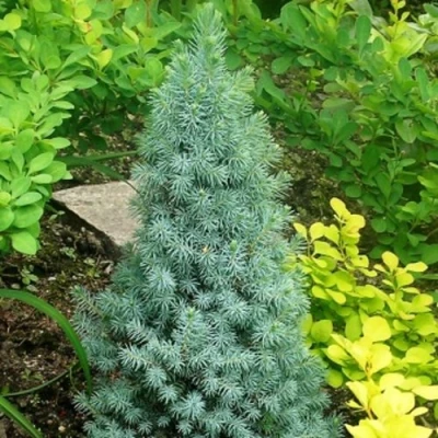 Ель КОНИКА сизая в Вологде