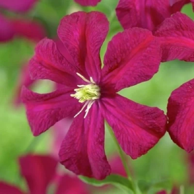 Клематис МАДАМ ДЖУЛИЯ КОРРЕВОН в Вологде