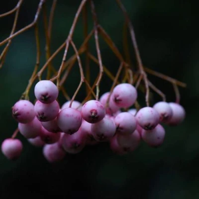 Рябина ПЕКИНСКАЯ сладкоплодная в Вологде