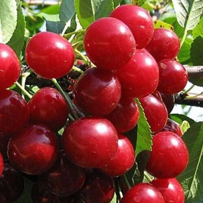 Вишня ГЛУБОКСКАЯ в Вологде