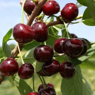 Вишня ГРИОТ БЕЛОРУССКИЙ в Вологде