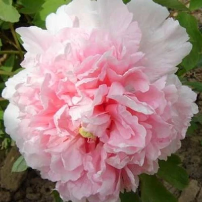 Пион БУКЕТ РОЗОВЫХ ГВОЗДИК древовидный в Вологде