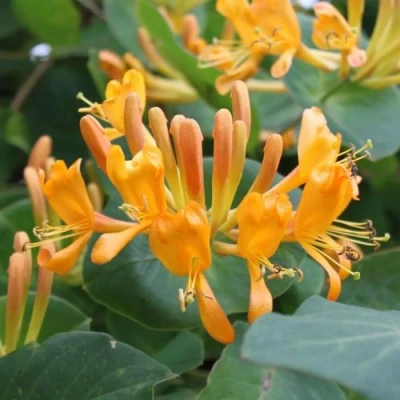 Жимолость ТЕЛЬМАНА в Вологде