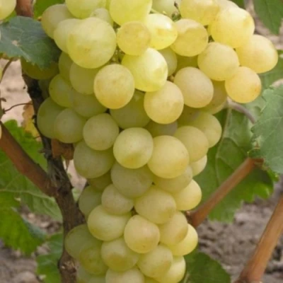 Виноград АВГУСТИН в Вологде