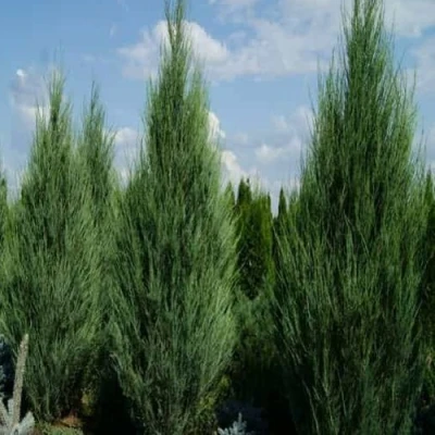 Можжевельник СКАЙРОКЕТ скальный в Вологде