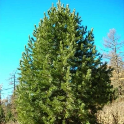 Сосна кедровая сибирская в Вологде