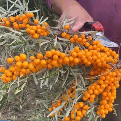 саженцы облепихи финская