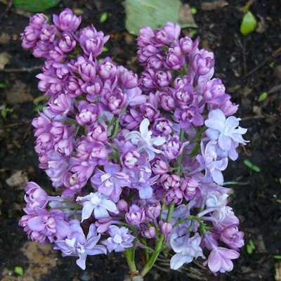 Сирень НАДЕЖДА в Вологде