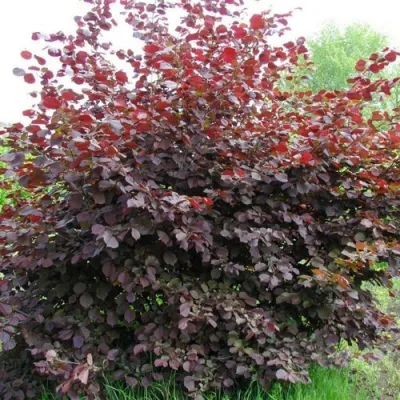 Фундук СИРЕНА в Вологде