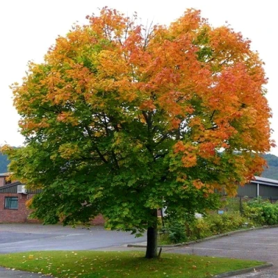 Клен остролистный в Вологде