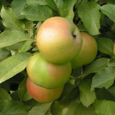 Яблоня ВЕРБНОЕ в Вологде