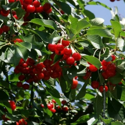 Вишня БРУСНИЦЫНА степная в Вологде