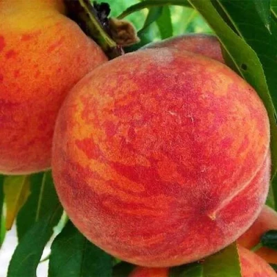 Персик ЗОЛОТОЙ ЮБИЛЕЙ в Вологде