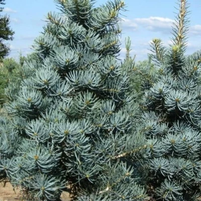 Пихта КОНКОЛОР в Вологде