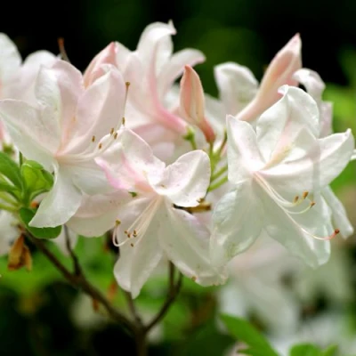 Азалия УАЙТ ЛАЙТС листопадная в Вологде