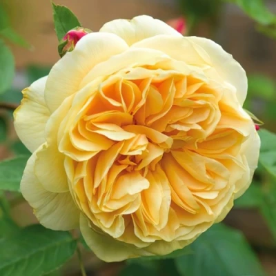 саженцы розы ТИЗИНГ ДЖОРДЖИЯ