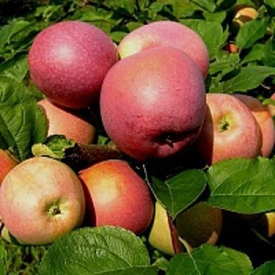 Яблоня СЛАВА ПОБЕДИТЕЛЯМ в Вологде