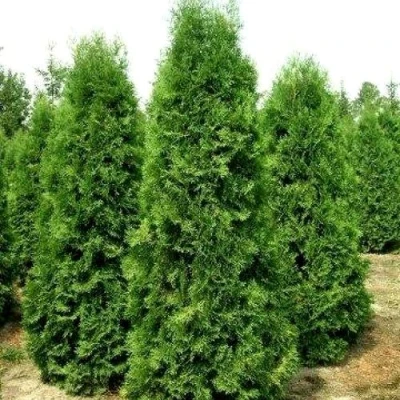Туя западная Пирамидалис Компакта в Вологде