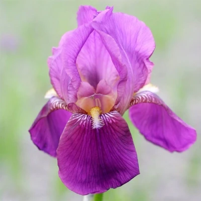 Ирис ИМПЕРАТОР бородатый в Вологде