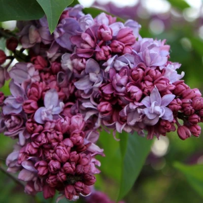 Сирень П.П.КОНЧАЛОВСКИЙ в Вологде