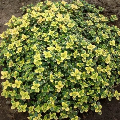 Тимьян ДОННА ВАЛЕЙ лимоннопахнущий в Вологде