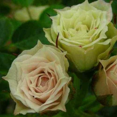 саженцы розы Грин Дайионд