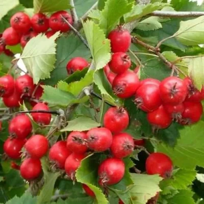 Боярышник СВАЯК в Вологде