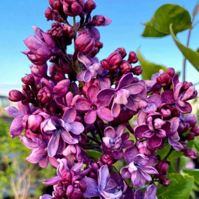 Сирень ВИОЛЕТТА в Вологде