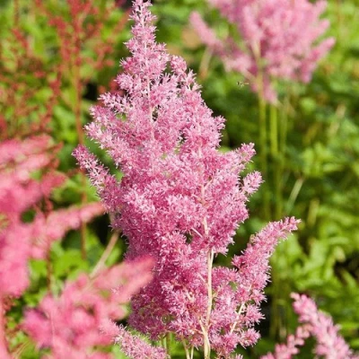 Астильба РЕЙНЛЕНД японская в Вологде