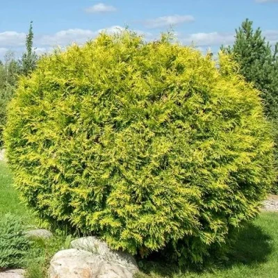 Туя ГОЛДЕН ГЛОБ западная в Вологде