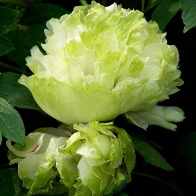 Пион ЗЕЛЕНЫЙ ШАР древовидный в Вологде