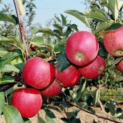 Яблоня АПОРТ в Вологде