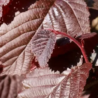 Фундук СИРЕНА в Вологде