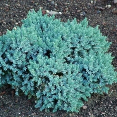 Можжевельник БЛЮ СТАР чешуйчатый в Вологде