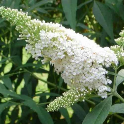 Буддлея давида ВАЙТ ПРОФЬЮЖН в Вологде