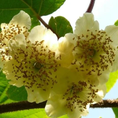 Актинидия АТЛАС (МУЖСКОЙ) в Вологде