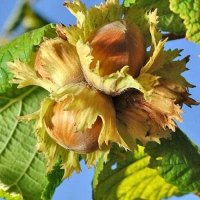 Фундук ТОНДА РОМАНА в Вологде