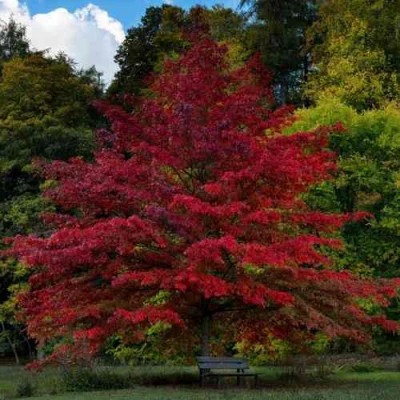 Дуб болотный в Вологде